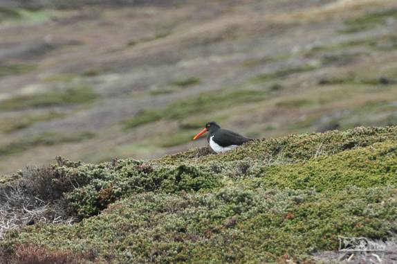 Um pássaro em Carcass Island, no noroeste das Ilhas Malvinas